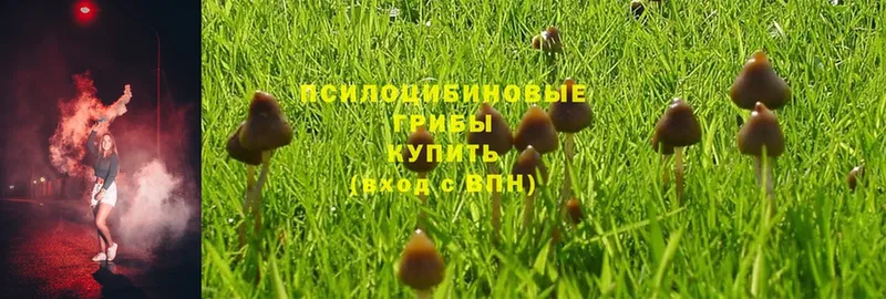 Псилоцибиновые грибы Psilocybe  OMG ссылки  Зарайск 